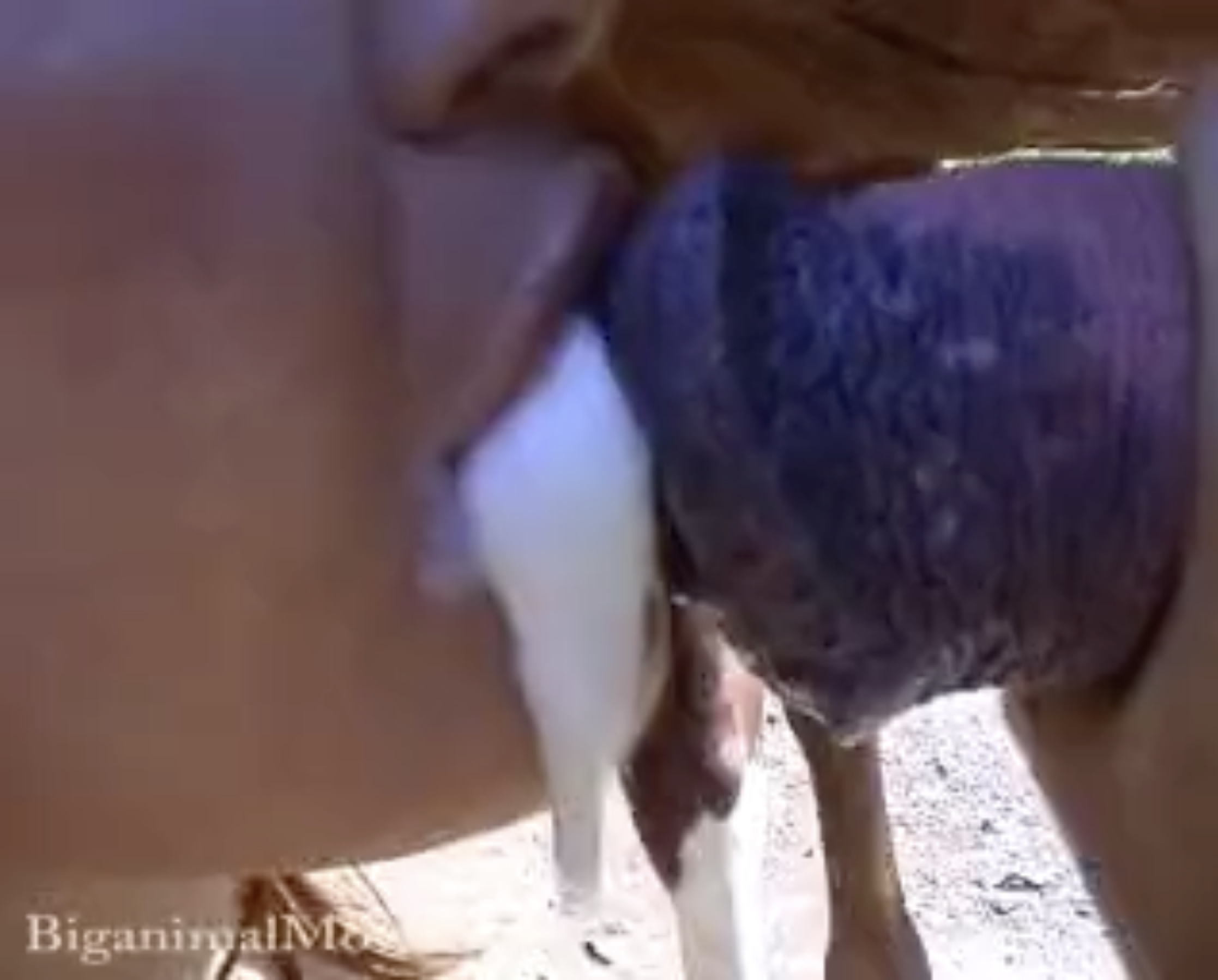 Thin Teen Gets a Giant Mouthful of Horse Cum